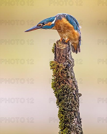 Common kingfisher