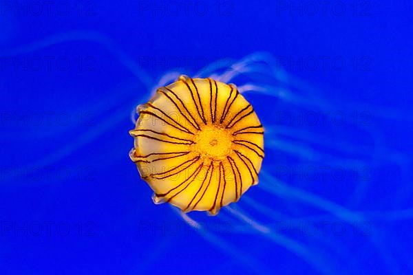 Orange compass jellyfish