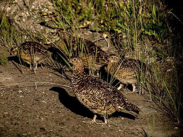 Canada grouse