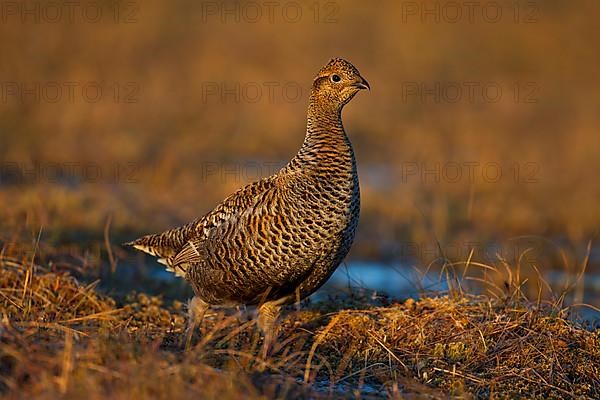 Black grouse