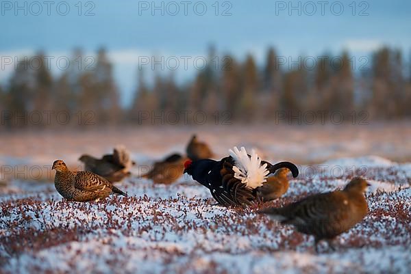 Black grouse