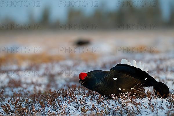 Black grouse