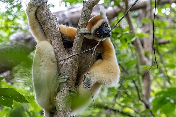 Golden-crowned sifaka