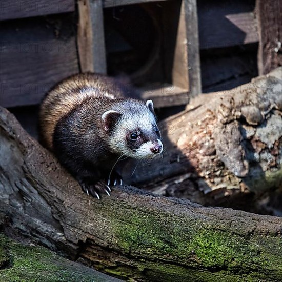 European polecat