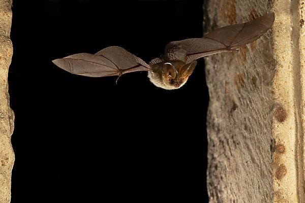 Brown long-eared bat