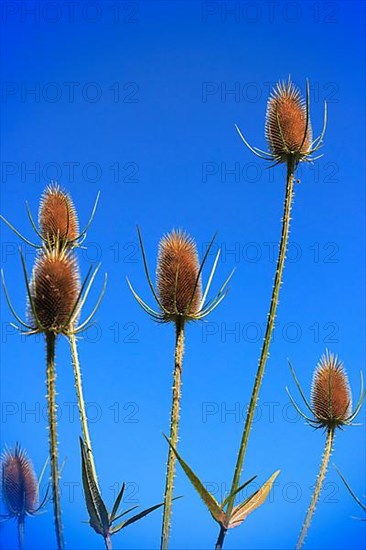 Wild teasels