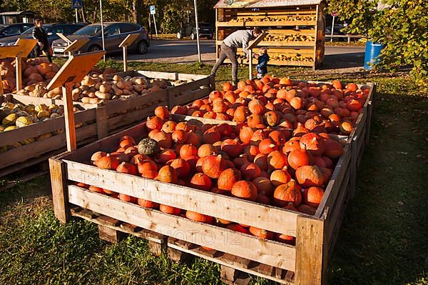 Pumpkins