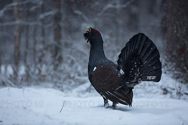 Western capercaillie