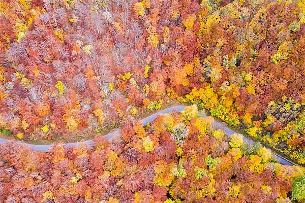 Forest in autumn colourful leaves season aerial view road way