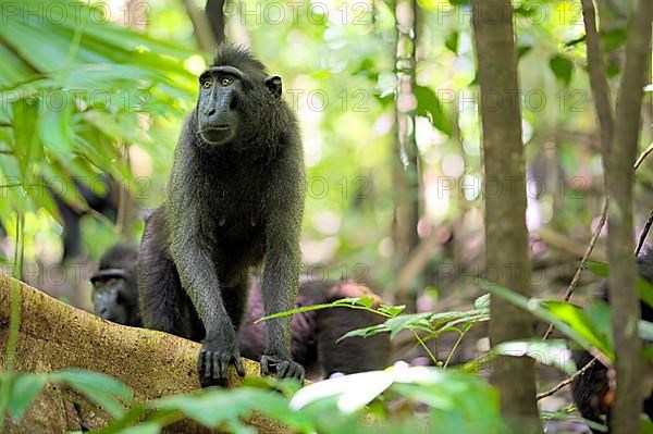 Macaque des Celebes dans le Tangkoko. Celebes black macaque in the Tangkoko. North Sulawesi