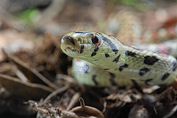 European ratsnake