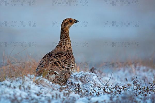 Black grouse