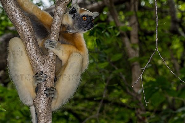 Golden-crowned sifaka