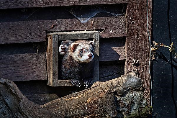 European polecat