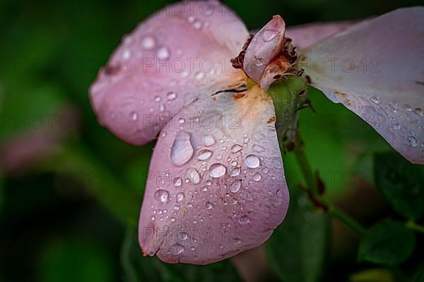 Macro shot of a flower with raindrops
