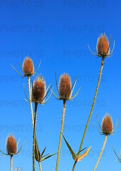 Wild teasels