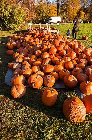 Pumpkins