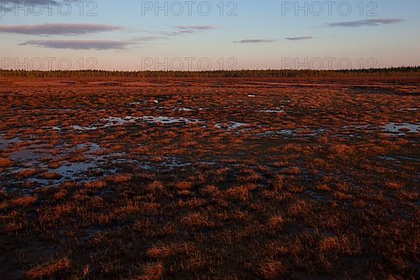 Moor at sunrise