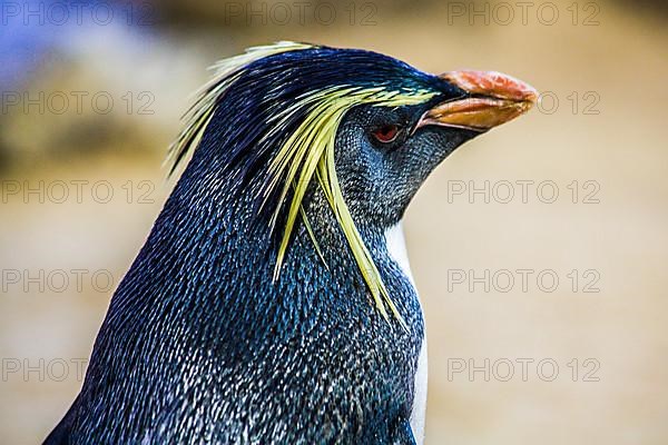 Southern rockhopper penguin