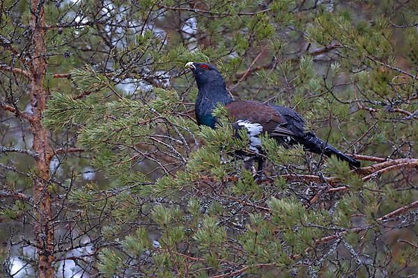 Western capercaillie