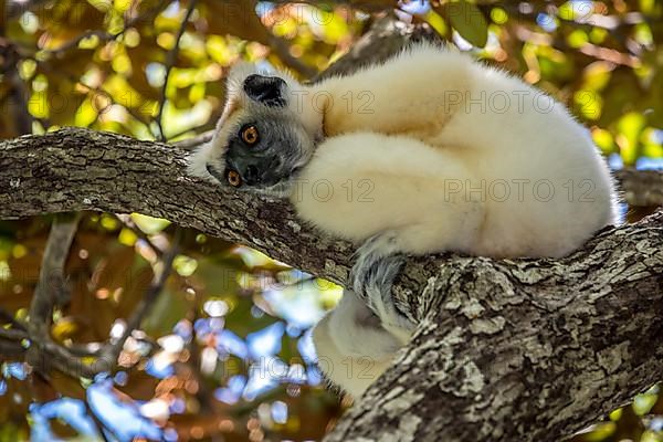 Golden-crowned sifaka