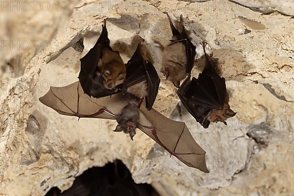 Lesser horseshoe bat