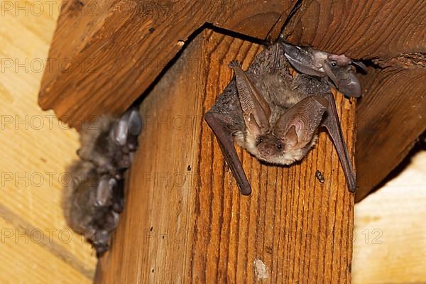 Brown long-eared bat