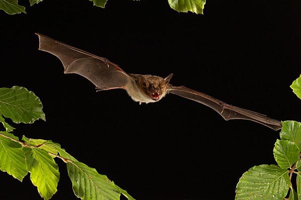 Greater mouse-eared bat