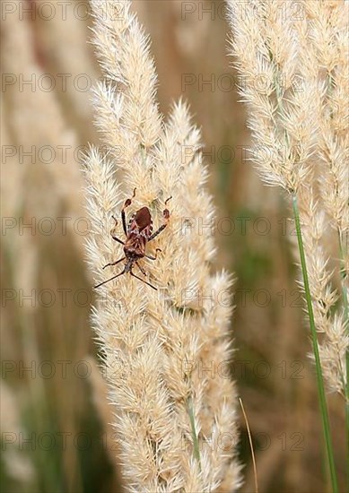 Western conifer seed bug