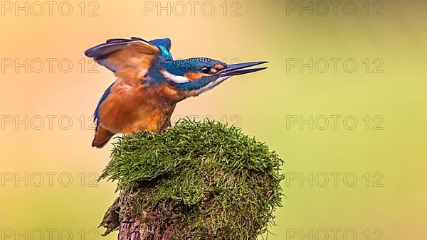 Common kingfisher