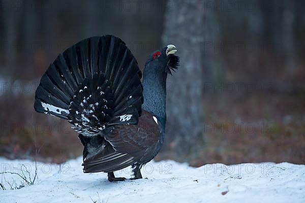 Western capercaillie