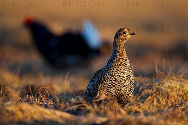 Black grouse