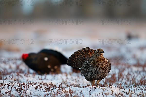 Black grouse