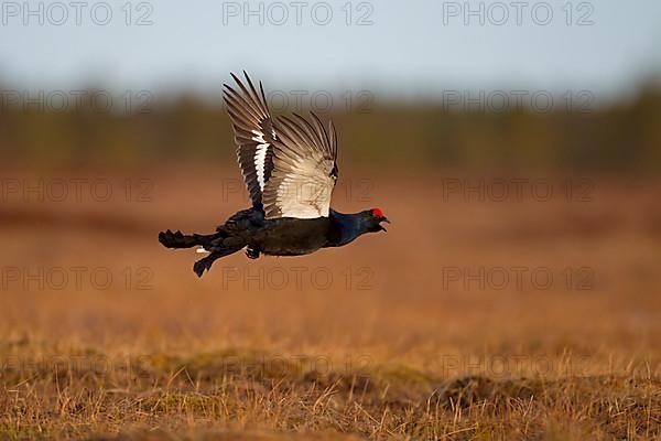 Black Grouse