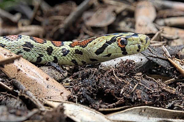 European ratsnake