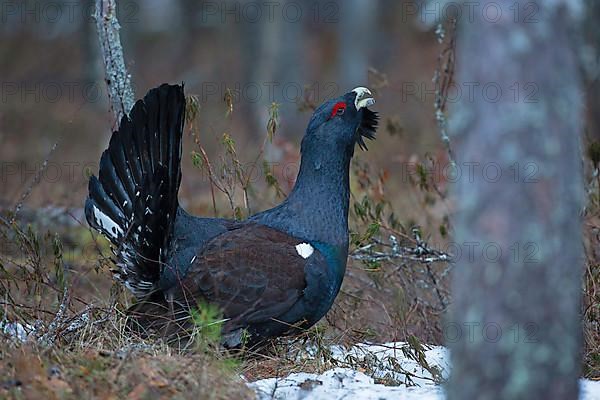 Western capercaillie