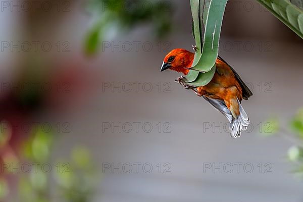 Madagascar red fody