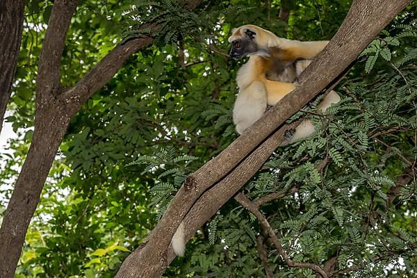 Golden-crowned sifaka