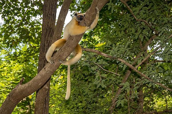 Golden-crowned sifaka