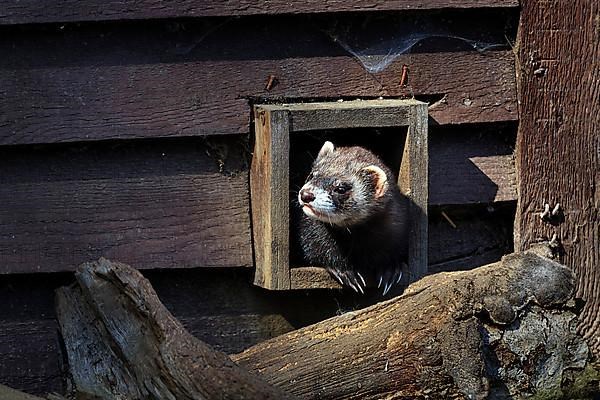 European polecat