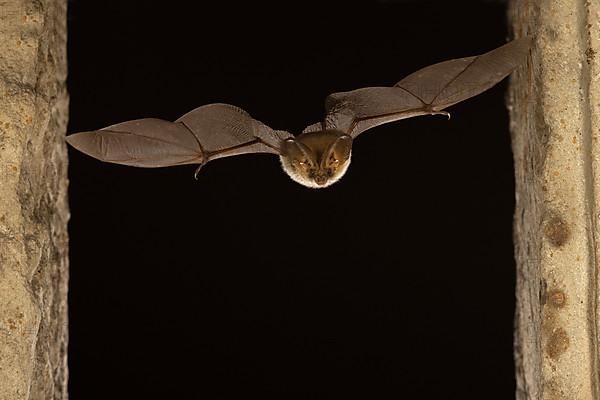 Brown long-eared bat