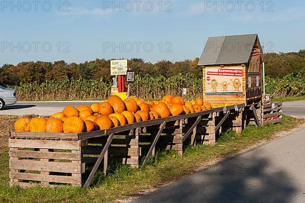 Pumpkins