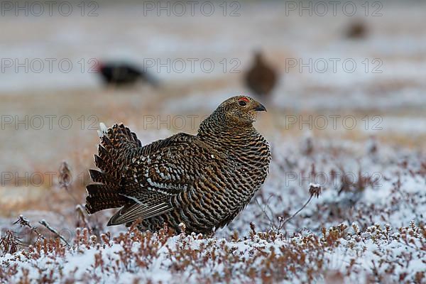 Black grouse