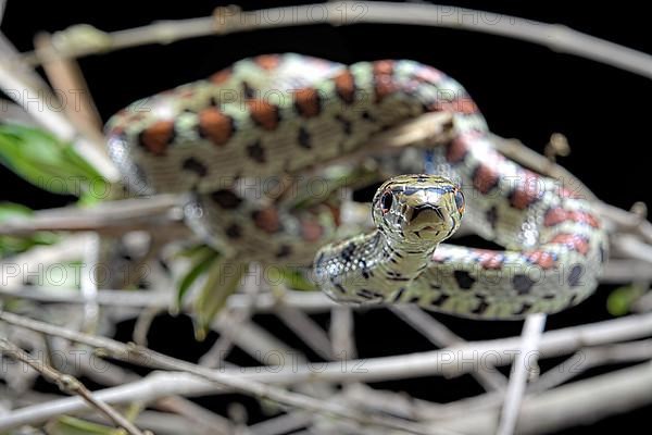 European ratsnake