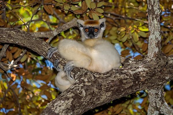 Golden-crowned sifaka