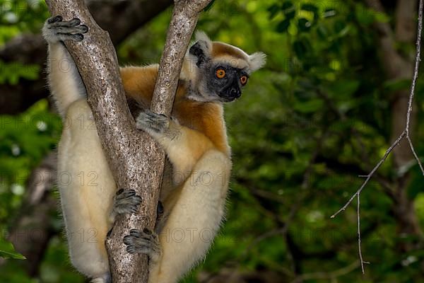 Golden-crowned sifaka