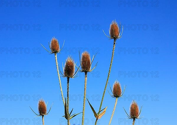 Wild teasels