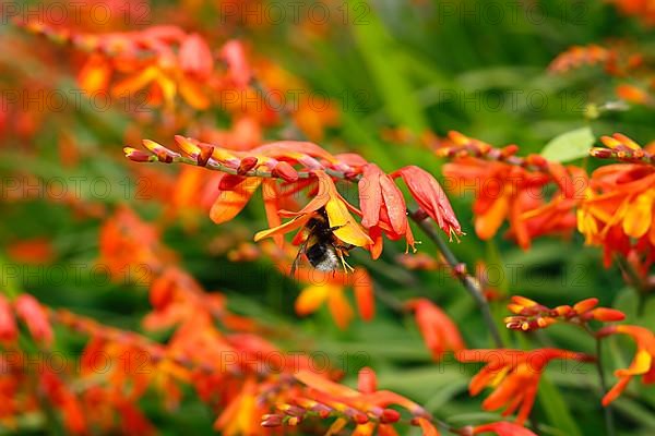 Large earth bumblebee