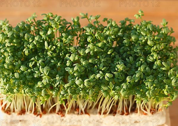 Garden cress