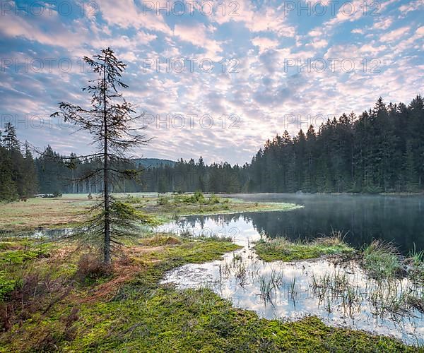 The Fichtel lake marsh at Fichtelsee in the morning